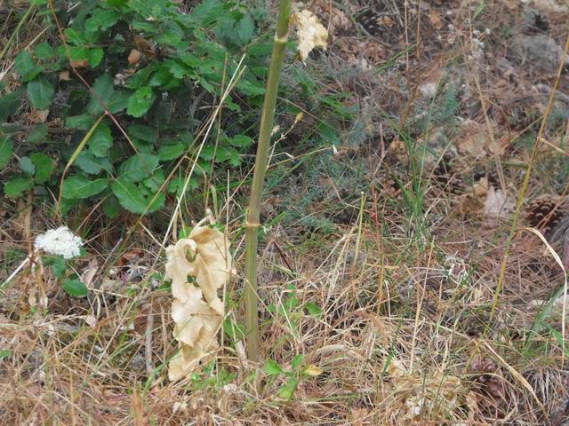 Apiacea da determinare : Opopanax chironium